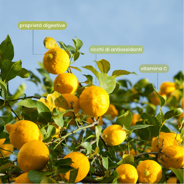 Il Potere Rigenerante dei Limoni nella Dieta: Un Alleato Inaspettato per la Tua Salute