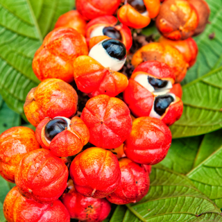 Guaranà: Il Segreto Naturale per Energia e Focus